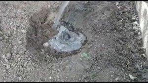 ДЫНЯ.КАК ПОСАДИТЬ ДЫНЮ В ГРУНТ. ВЫРАЩИВАНИЕ ДЫНИ. УХОД ЗА ДЫНЕЙ.