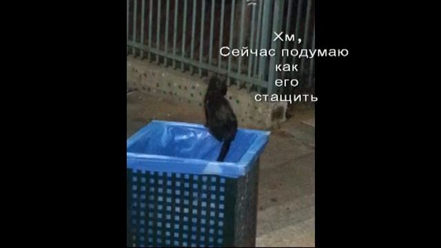 Коты зажигают. Как мы шли на дело!!! смотреть онлайн