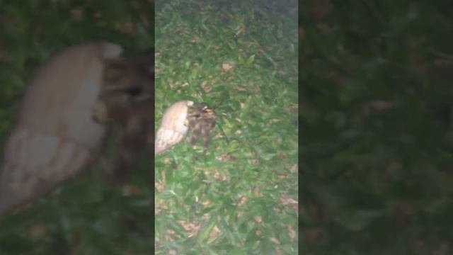 Как выглядит рак отшельник в Шри-Ланке смотреть онлайн