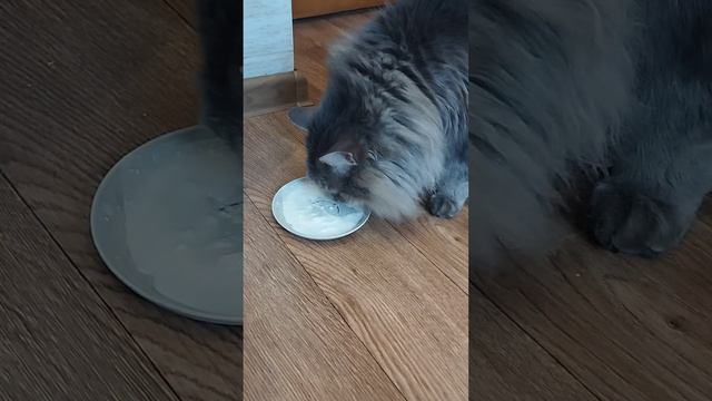 Кошкин завтрак.Юнька выпросила сметану.29.01.24 г. смотреть онлайн