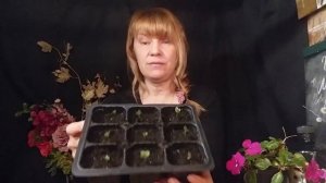 БРОККОЛИ - ВЫРАЩИВАНИЕ, УХОД.