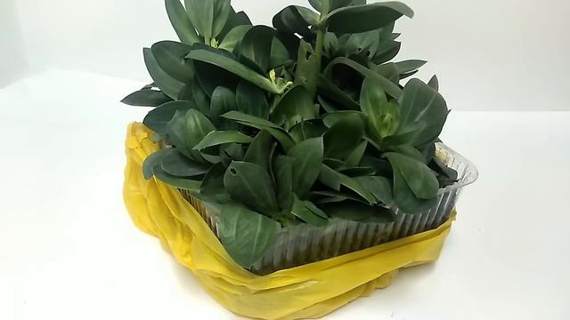 Эустома! Лизиантус! Зимний уход и сохранение черенков ч.2! Активное наращивание зелёной массы! смотреть онлайн