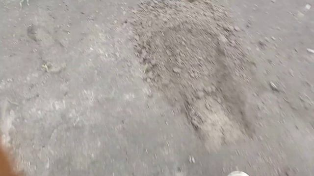 как правельно посадить тыкву смотреть онлайн