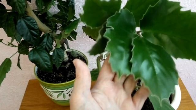 ТЕТРАСТИГМА житель планеты земля смотреть онлайн