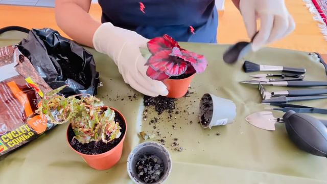Repotting Begonia Rex Plants смотреть онлайн