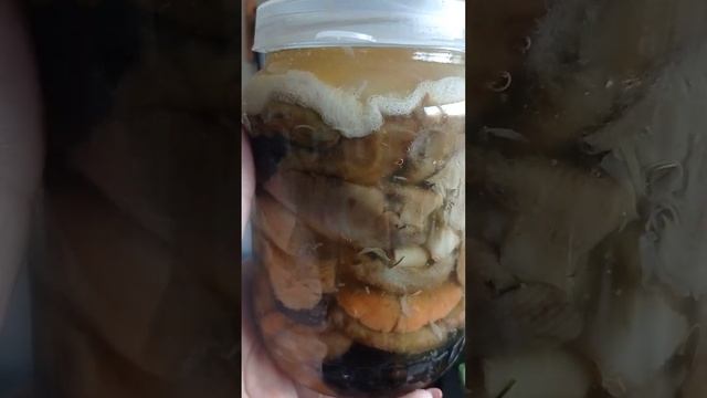 Грибное Ассорти из Соленых Рыжиков, Волнушек, Черных и Белых Груздей очень приятно отведать зимой ? смотреть онлайн