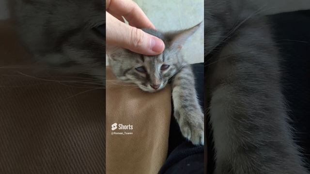 прости мой старый друг 😁 #shorts смотреть онлайн