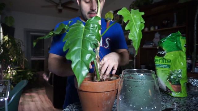 Philodendron Lacerum AFF