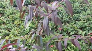 Персик в средней полосе