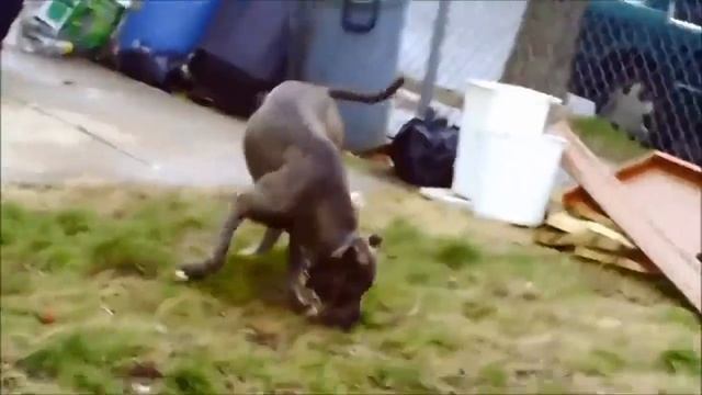 Dogs Mating Up Close And Get Stuck - Funny Animals Mating Compilation - Funny Dog Mating Fails #9 смотреть онлайн