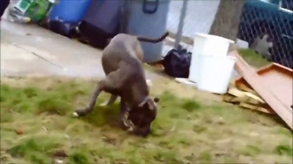 Dogs Mating Up Close And Get Stuck - Funny Animals Mating Compilation - Funny Dog Mating Fails #9