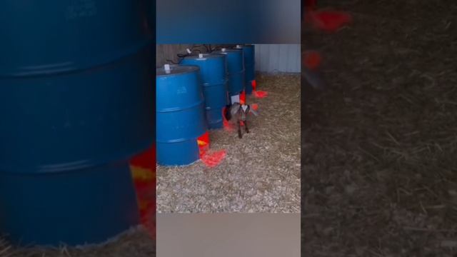 Оригинальные домики для коз и козлят смотреть онлайн