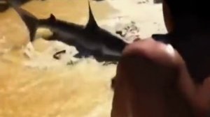 Роды акулы прямо на пляже