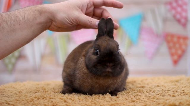 ДВ Корсар, цветной карлик, тюрингенский, мальчик смотреть онлайн