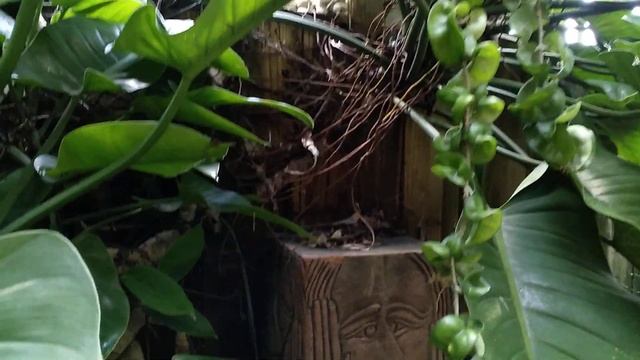 HOYA Carnosa Compacta Hindu Rope