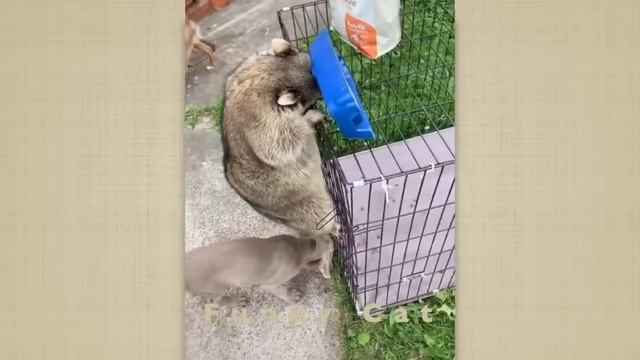 Cмешные ЕНОТЫ #6 / Приколы с ЕНОТАМИ 2020 / Funny Raccoons. смотреть онлайн