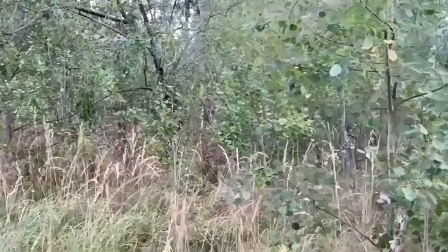 ОБНЮХАЛИСЬ ДРУГ ДРУГА ДО ДРОЖИ! ОЛЬГА УРАЛОЧКА LIVE. смотреть онлайн