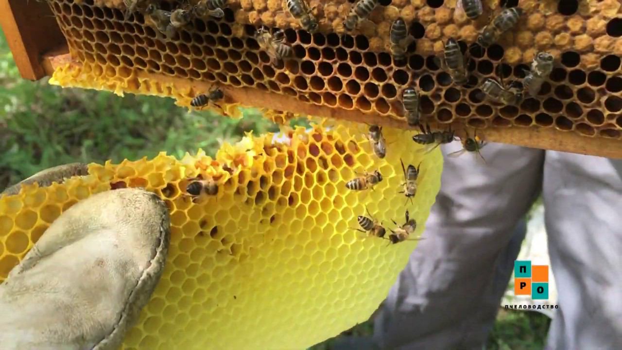 Скорее всего, последний рой в этом сезоне, опять злющие. смотреть онлайн