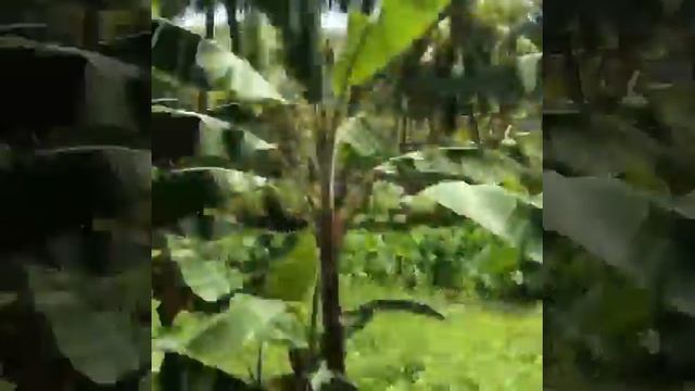 Ландшафты острова Таити смотреть онлайн