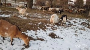 Ячмень или овёс для наших коз и почему. Грубый корм козам.