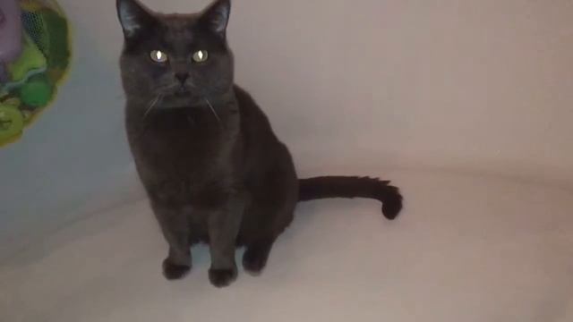 Кот в ванной смотреть онлайн