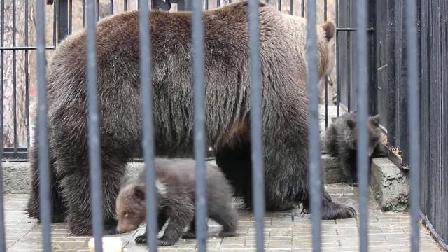 Бурая медведица и медвежата смотреть онлайн