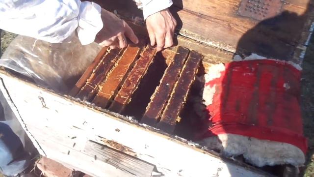 ПЧЕЛЫ (Подсаживание матки, в другую семью, в изоляторе №2) смотреть онлайн