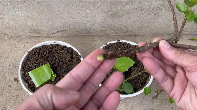 Unique combination of bougainvillea and aloe vera when propagated from tree trunks смотреть онлайн