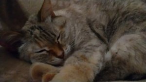 VID20230427004602.mp4