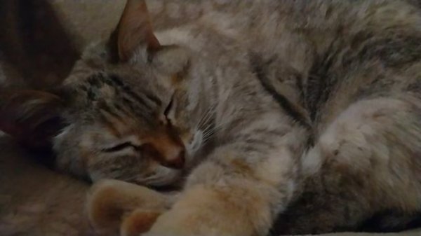 VID20230427004602.mp4