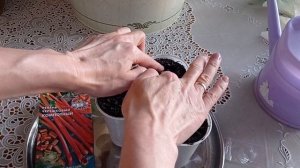 #ревень  РЕВЕНЬ ПОСАДКА #изсемян #сад #посадка