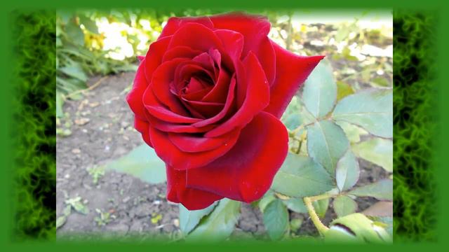 Красновский округ Отдых в Уральске смотреть онлайн