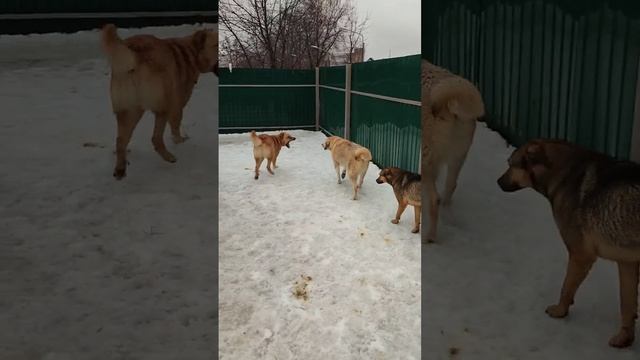 Весна красна