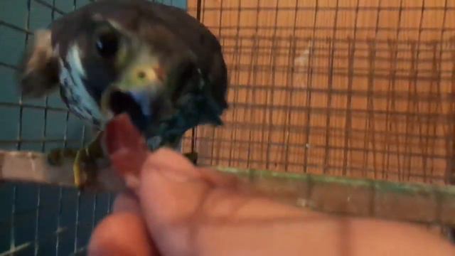 п-к ВЕНАТУС ВЕНАТИКУС смотреть онлайн