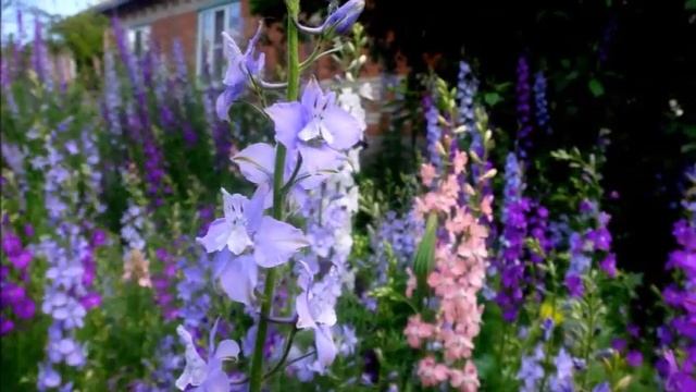 Вальс миньон смотреть онлайн