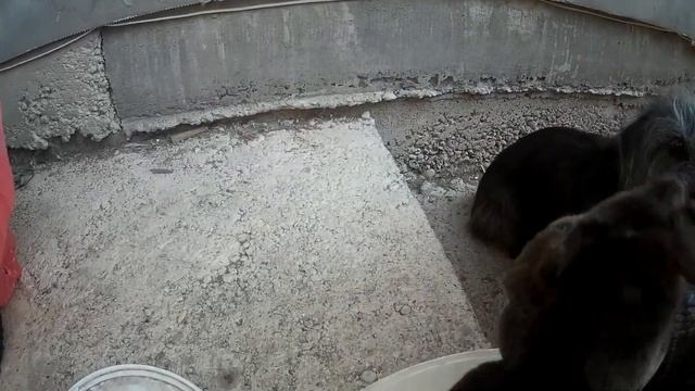 Как избавиться от кротов, с помощью собаки. Завести собаку или завести кошку у себя на участке. смотреть онлайн