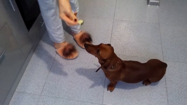 Собака и огурец