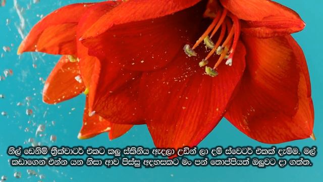 එපා හෙලන්න නෙතින් කදුලක් (Epa Helanna Nethin Kadulak) | @SandaManThalawa смотреть онлайн