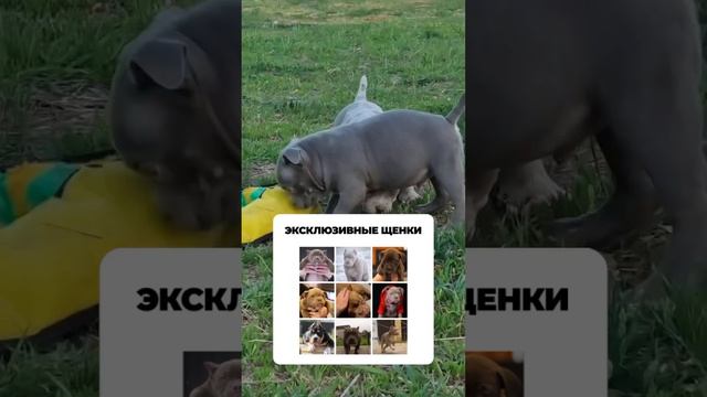 Американский булли редкий окрас лиловый Мерль +79807427894 смотреть онлайн