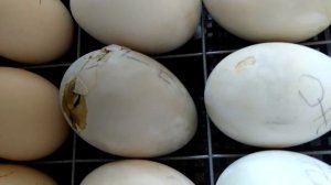 Инкубация,утиных яиц,наклев.