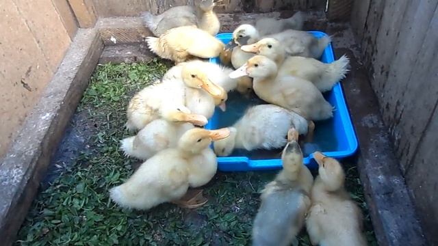 Комбикорм утятам бройлерам СТАР 53 своими руками. День 12. смотреть онлайн