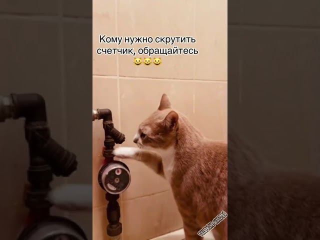 vyzvali schetchik zamenit смотреть онлайн