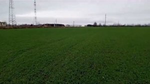 озимая пшеница посеянная РУМом.сорт Леннокс.рс1