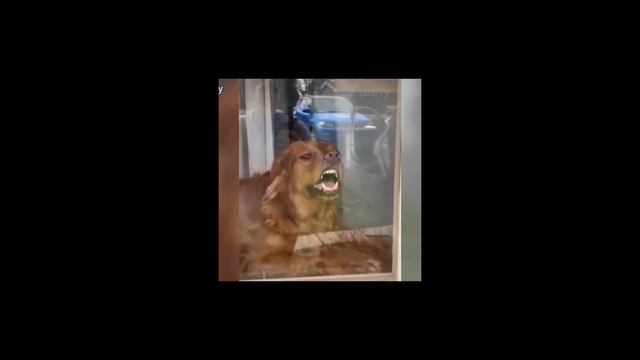 Не обижай меня, кот!ржал до слез#смешные коты#приколы с животными#ты умрешь от смеха#милые животные смотреть онлайн
