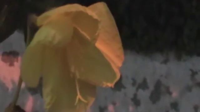 цветок \ flower смотреть онлайн
