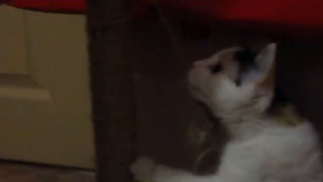 Лазилка для кошки смотреть онлайн