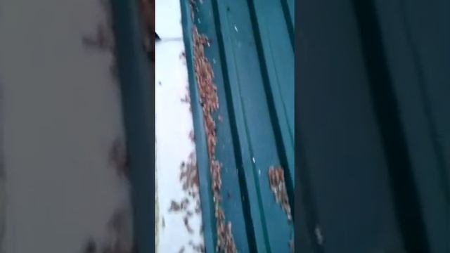 Методы борьбы с мраморным клопом Сочи смотреть онлайн