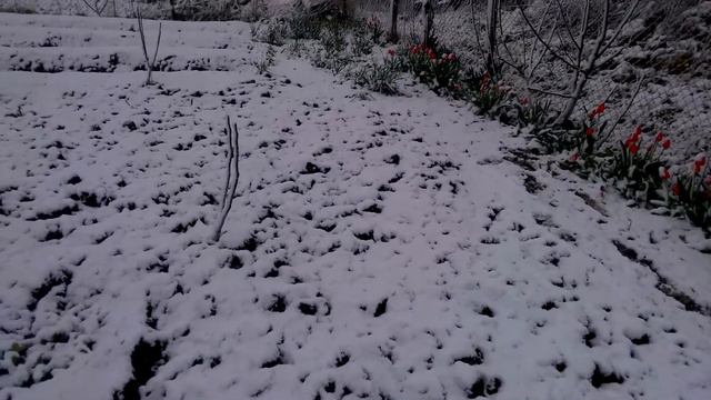 Весной 20 апреля в Приднестровье идет снег смотреть онлайн