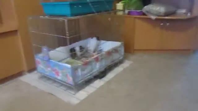 Морские свинки Маленькие поросята и папа свин , домашние животные, грызуны 1 смотреть онлайн