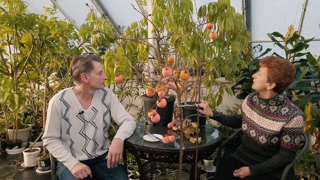 Как вырастить хурму дома смотреть онлайн